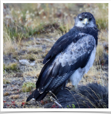 Bicolored Hawk - Perched Ground